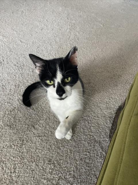 OREO