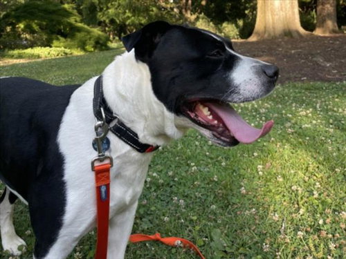 GUNTHER, an adoptable Pit Bull Terrier in Chapel Hill, NC