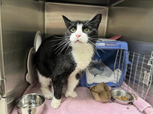 BRAILLE, Adult Domestic Short Hair (medium coat), cat for adoption in Chapel Hill, North Carolina