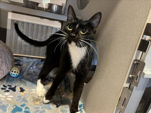 MIDNIGHT (MITTENS), an adoptable Domestic Short Hair in Chapel Hill, NC