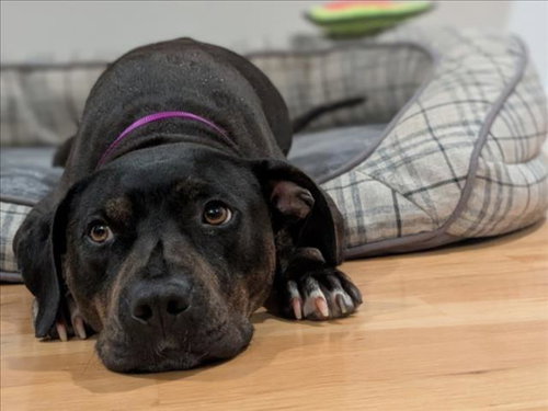 GRACE**, an adoptable Hound in Chapel Hill, NC
