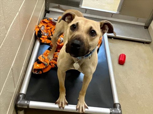 STAR**, an adoptable Hound in Chapel Hill, NC