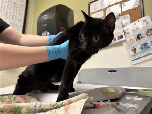 LUNA, an adoptable Domestic Short Hair in Chapel Hill, NC