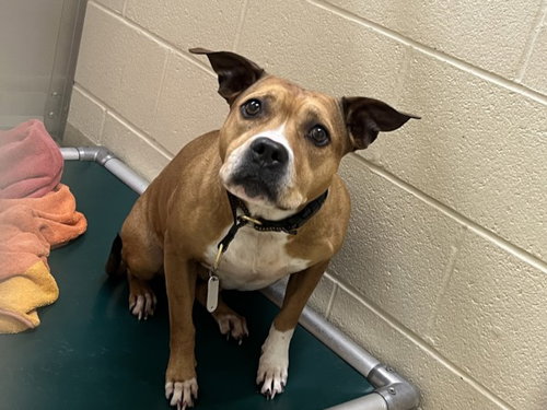 GLADYS, an adoptable Pit Bull Terrier in Chapel Hill, NC