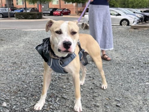 ROCKY, an adoptable Hound in Chapel Hill, NC