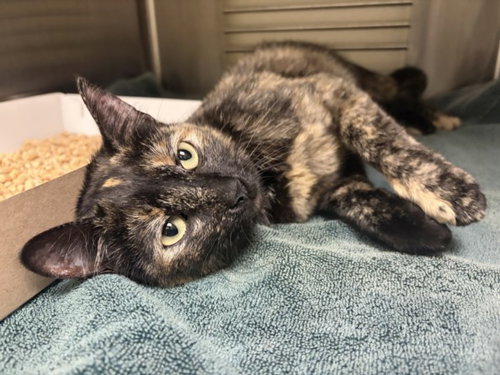 RAIN, an adoptable Domestic Short Hair in Chapel Hill, NC