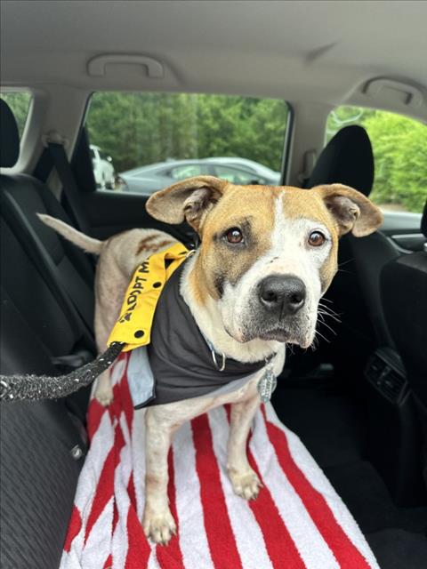EVIE, an adoptable Hound in Chapel Hill, NC