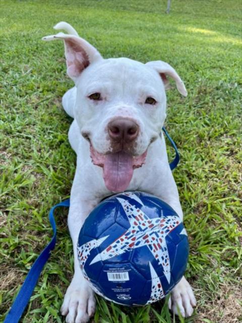 DRAKE, an adoptable Pit Bull Terrier in Chapel Hill, NC