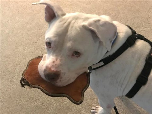 picture of the dog needing adoption