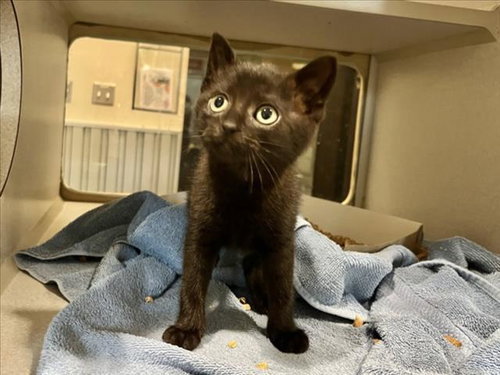 ALVIN, Baby Domestic Short Hair (medium coat), cat for adoption in Apex, North Carolina