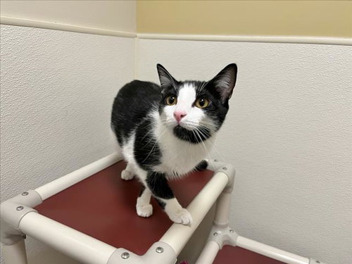 BARNEY, Young Domestic Short Hair (medium coat), cat for adoption in Burlington, North Carolina