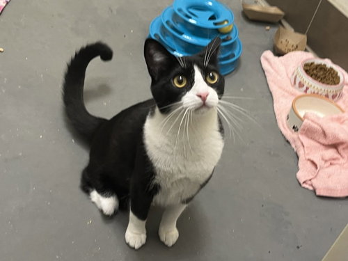 LANEY, Young Domestic Short Hair (medium coat), cat for adoption in Burlington, North Carolina