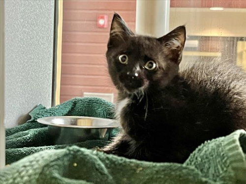 HARRY BRIGHT, Baby Domestic Short Hair (medium coat), cat for adoption in Raleigh, North Carolina