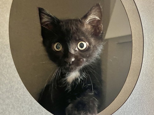 HARRY BRIGHT, Baby Domestic Short Hair (medium coat), cat for adoption in Burlington, North Carolina
