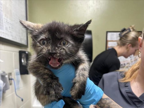 FURRGIE