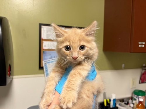 PURRSIMMON