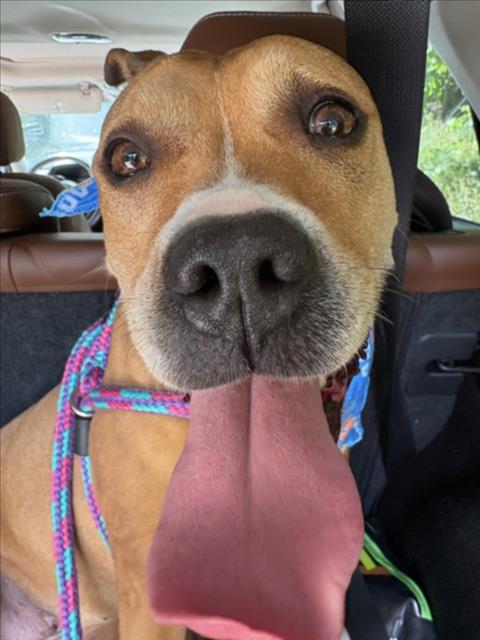 GLADYS, an adoptable Boxer in Chapel Hill, NC