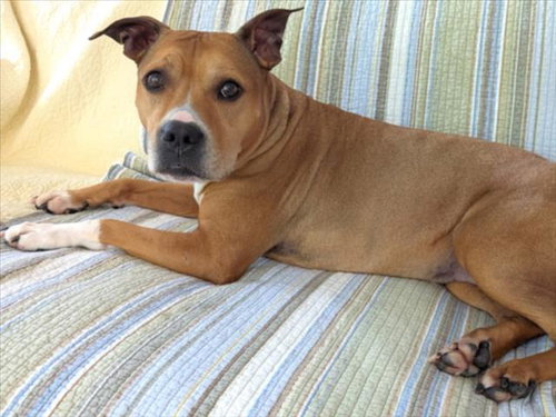 GLADYS, an adoptable Boxer in Chapel Hill, NC