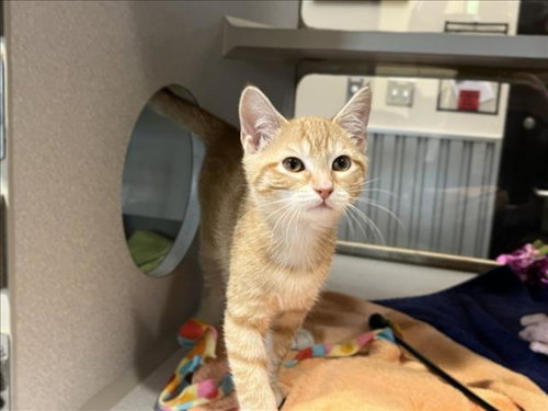 DEREK, Baby Domestic Short Hair (medium coat), cat for adoption in Raleigh, North Carolina
