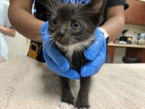 BELUGA, Baby Domestic Short Hair (medium coat), cat for adoption in Raleigh, North Carolina