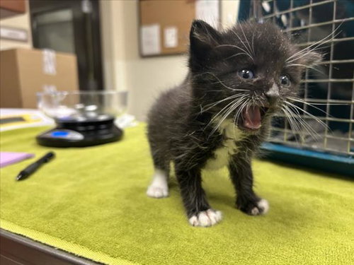 EEPY, Baby Domestic Short Hair (medium coat), cat for adoption in Raleigh, North Carolina