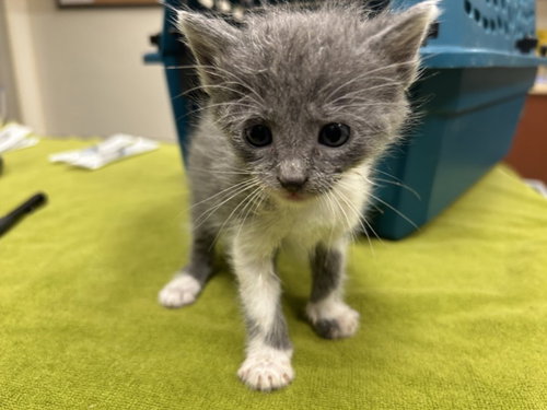 MAIZY, Baby Domestic Short Hair (medium coat), cat for adoption in Raleigh, North Carolina