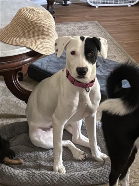 picture of the dog needing adoption