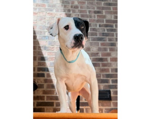 picture of the dog needing adoption