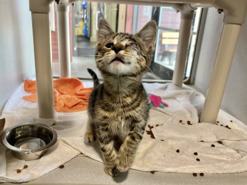 MUD PIE, Baby Domestic Short Hair (medium coat), cat for adoption in Burlington, North Carolina