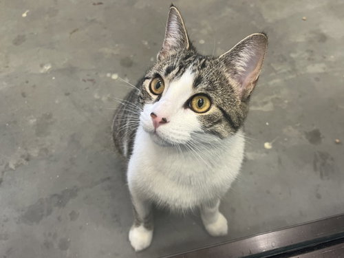 LOUIE, Young Domestic Short Hair (medium coat), cat for adoption in Apex, North Carolina