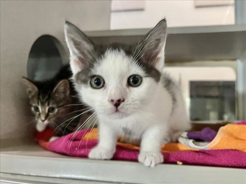 $3K, Baby Domestic Short Hair (medium coat), cat for adoption in Danville, Virginia