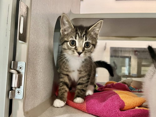 DIOR, Baby Domestic Short Hair (medium coat), cat for adoption in Danville, Virginia
