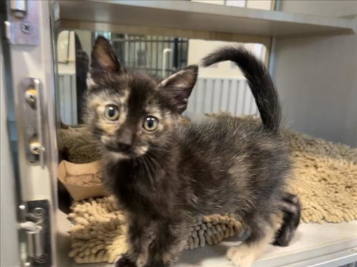 TURTLE, Baby Domestic Short Hair (medium coat), cat for adoption in Danville, Virginia
