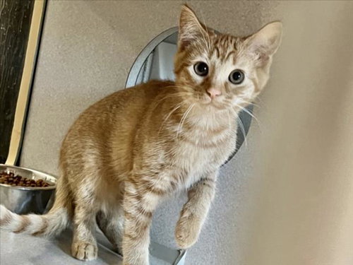 BISCUIT, Baby Domestic Short Hair (medium coat), cat for adoption in Danville, Virginia