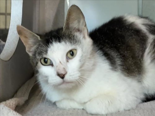 RORY, Adult Domestic Short Hair (medium coat), cat for adoption in Burlington, North Carolina