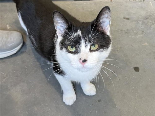 JARVY, Young Domestic Short Hair (medium coat), cat for adoption in Burlington, North Carolina