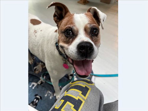 DAISY MAE, an adoptable Boxer in Chapel Hill, NC