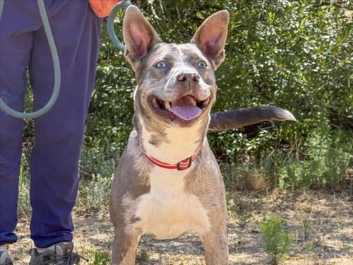 BLOOEY, an adoptable Husky in Chapel Hill, NC