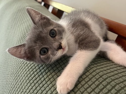 HELEN