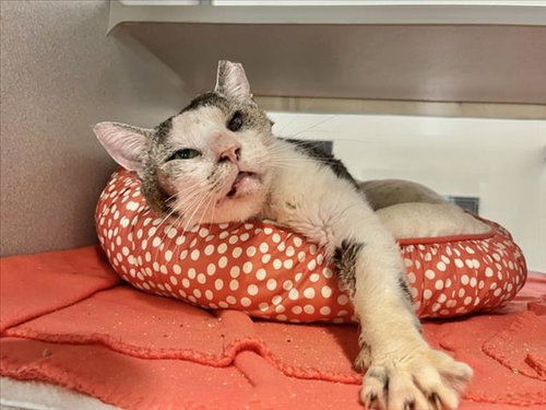 MR. BROWN, Senior Domestic Short Hair (medium coat), cat for adoption in Chapel Hill, North Carolina