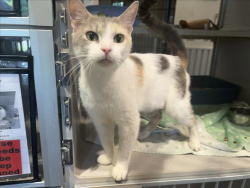 GWEN, Adult Domestic Short Hair (medium coat), cat for adoption in Apex, North Carolina