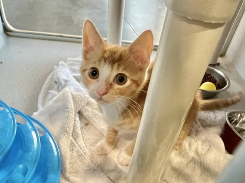 SQUIRT, Baby Domestic Short Hair (medium coat), cat for adoption in Greensboro, North Carolina