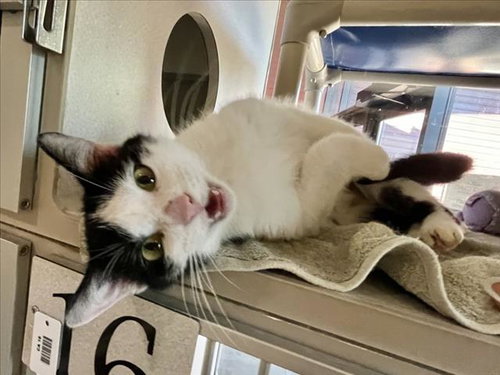 YAHTZEE, Adult Domestic Short Hair (medium coat), cat for adoption in Greensboro, North Carolina