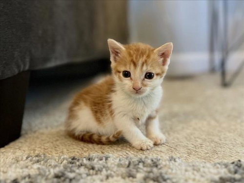 FIERCE
