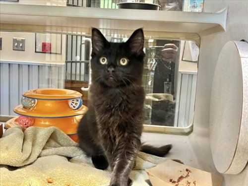 MALEFICENT, Baby Domestic Short Hair (medium coat), cat for adoption in Greensboro, North Carolina