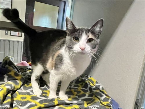 TART, Young Domestic Short Hair (medium coat), cat for adoption in Apex, North Carolina
