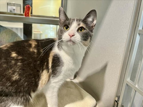 TART, Young Domestic Short Hair (medium coat), cat for adoption in Chapel Hill, North Carolina
