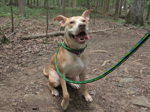 picture of the dog needing adoption