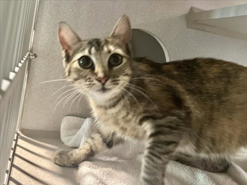 PRINCESS, Young Domestic Short Hair (medium coat), cat for adoption in Apex, North Carolina