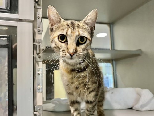 PRINCESS, Young Domestic Short Hair (medium coat), cat for adoption in Chapel Hill, North Carolina